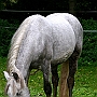 Spanish Norman Horse 1 (23)